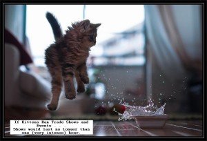 Kitten in Motion