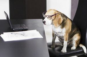 Dog Blogging